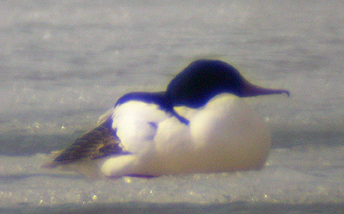 laksand hann p besk april 2003