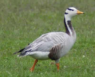 Stripegs, adult, 2003-06-11