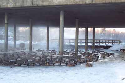 Under brua ved stensjvannet i 2003