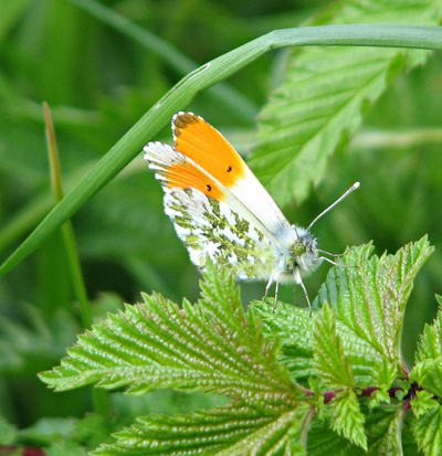 Aurorasommerfugl