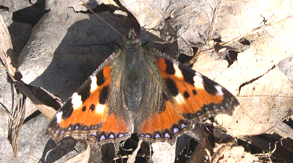 Neslesommerfugl