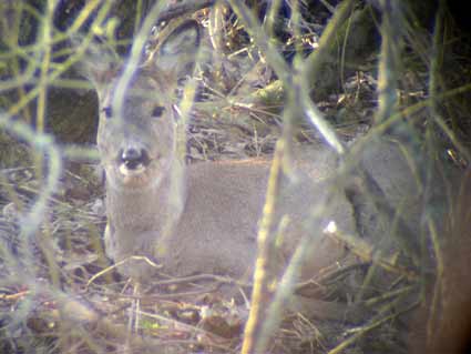 Rdyr ved Abilds grd, 2003