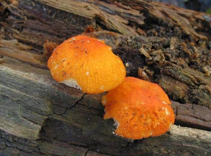 Pluteus aurantiorugosus 2002