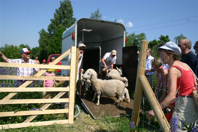 saueslipp1