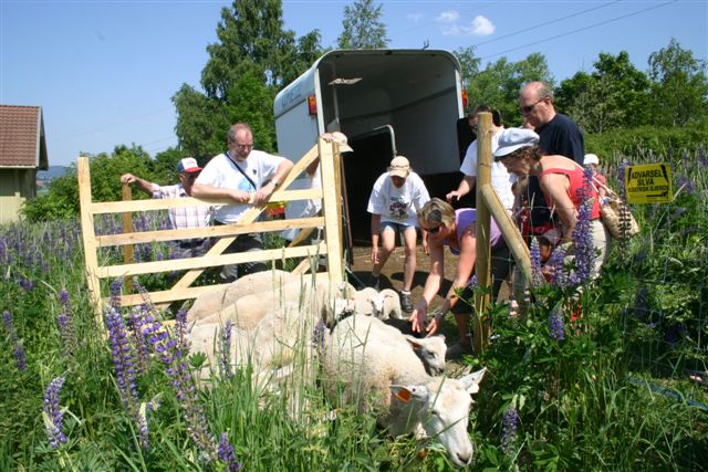 saueslipp2008
