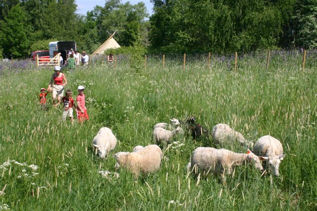 saueslipp2008