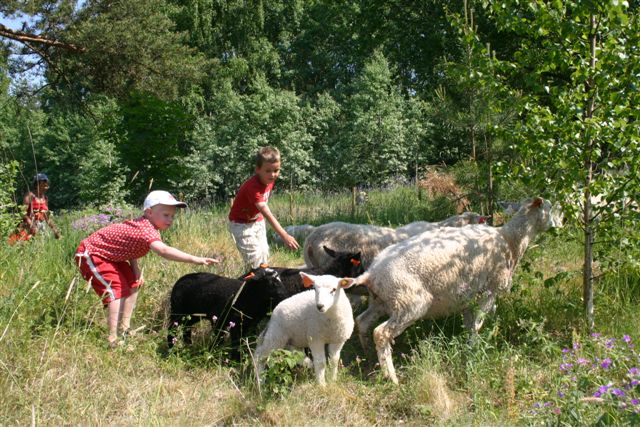 saueslipp2008