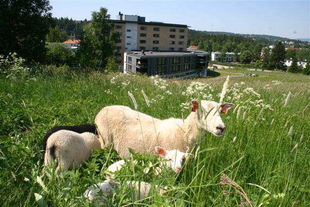 saueslipp2008
