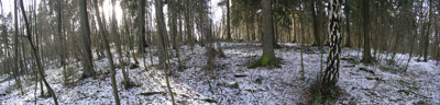 panoramabilde tatt i skogen oppe p Tallberget